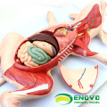 WHOLESALE VETERINARY MODEL 12002 Anaimal Pig Anatomical Models for Veterinary Education